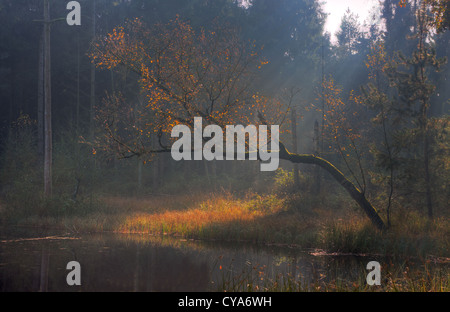 Bouleau, se pencher sur un petit lac dans une forêt en automne couleurs Banque D'Images