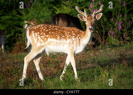 Un cerf mâle de Knole Park, Sevenoaks, Kent. Banque D'Images