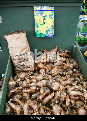 La jonquille en vrac les bulbes à fleurs pour la vente à l'automne dans un centre de jardinage. Plantés à l'automne qu'ils fleurissent au printemps Banque D'Images