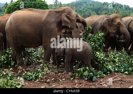 Les éléphants et les jeunes adultes à Pinawalla orphelinat des éléphants, près de Rambukkana, Kegella, Sri Lanka Banque D'Images