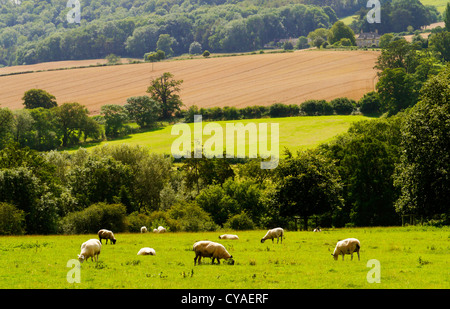 Motifs du château de sudeley estate Gloucestershire Cheltenham, Angleterre, Royaume-Uni Banque D'Images