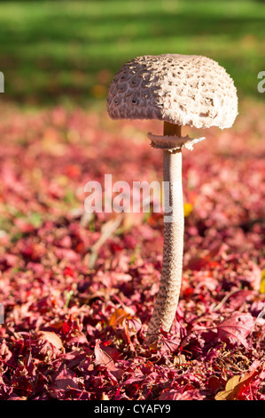 Macrolepiota Procera coulemelle champignon poussant parmi les feuilles à l'automne rouge tombé Banque D'Images