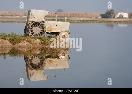 La réflexion du tracteur avec un champ de riz. Amposta, Delta del Ebro, Tarragone, Espagne Banque D'Images