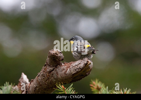 La Paruline à croupion jaune (Setophaga coronata) masculin de l'Audubon (auduboni) perché sur log à Quadra Island, BC, Canada en avril Banque D'Images