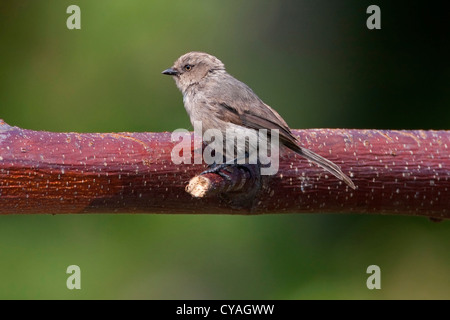 Mésange buissonnière Psaltriparus minimus (américain) perché sur une branche à Nanaimo, île de Vancouver, BC, Canada en août Banque D'Images