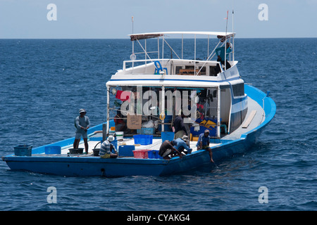 Bateau de pêche du thon des Maldives avec dauphin tacheté Pantropical Stenella attenuata, tangage, en face d'elle. Les Maldives.