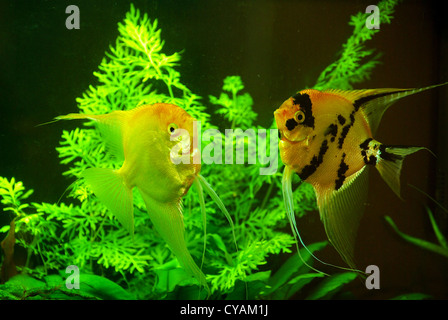 Dans une eau de l'aquarium poisson Banque D'Images