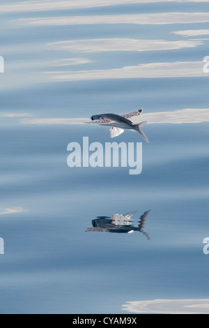 Les espèces de poissons volants (nom scientifique inconnu) avec reflet visible, Maldives, océan Indien. Banque D'Images