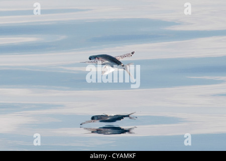 Les espèces de poissons volants (nom scientifique inconnu) avec reflet visible, Maldives, océan Indien. Banque D'Images