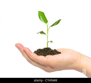 Plante en main sur fond blanc foncé Banque D'Images