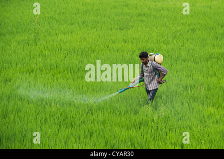 L'homme indien une pulvérisation de pesticides avec des cultures de riz. L'Andhra Pradesh, Inde Banque D'Images