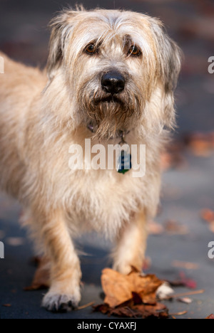 - Portrait de chien de Brevard, North Carolina USA Banque D'Images