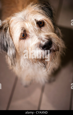 - Portrait de chien de Brevard, North Carolina USA Banque D'Images