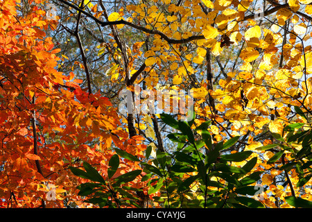 Les feuilles d'automne - DuPont State Forest, près de Brevard, North Carolina USA Banque D'Images