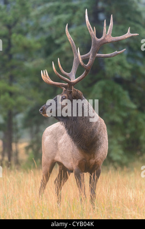 Portrait d'un grand taureau wapitis (Cervus elaphus), Northern Rockies Banque D'Images