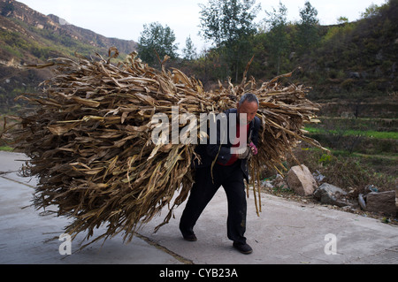 Shijia Zhao, 65 ans, transporte de la paille de maïs comme combustible dans Laofen Pingdshan village, comté, province de Hebei, Chine. 23-Oct-2012 Banque D'Images