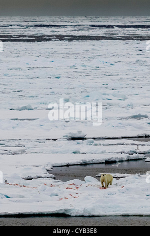 L'ours polaire sur la BANQUISE APRÈS UN KILL & MOUETTE ARCTIQUE MER DU GROENLAND Banque D'Images