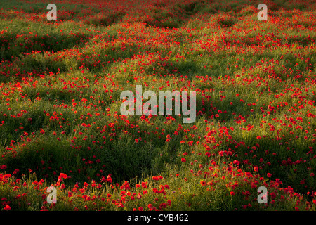 Domaine des coquelicots sauvages en Angleterre Banque D'Images