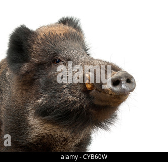 Sanglier, aussi cochon sauvage, Sus scrofa, 15 ans, Close up portrait contre fond blanc Banque D'Images