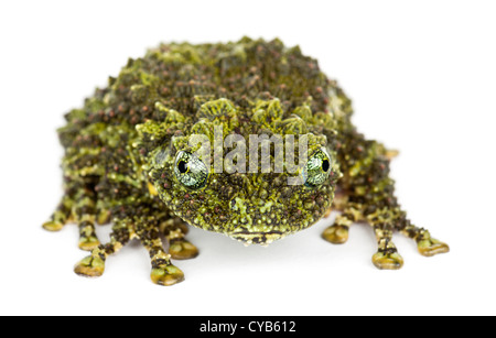 Theloderma corticale moussue, Grenouille, également connu sous le nom de grenouille, ou moussus vietnamiens Tonkin Bug-eyed Grenouille, against white background Banque D'Images