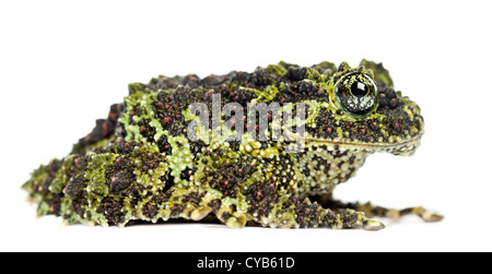 Theloderma corticale moussue, Grenouille, également connu sous le nom de grenouille, ou moussus vietnamiens Tonkin Bug-eyed Grenouille, against white background Banque D'Images