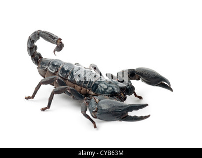 Scorpion empereur, Pandinus imperator, against white background Banque D'Images