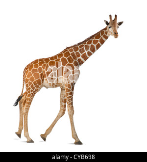 Girafe somaliens, connu sous le nom de giraffe réticulée, Giraffa camelopardalis reticulata, 2,5 ans, contre fond blanc Banque D'Images