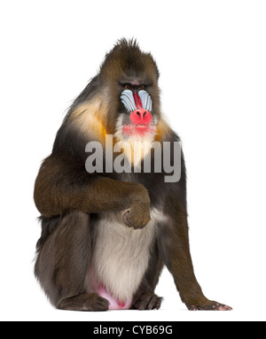 Mandrill, 22 ans, Mandrillus sphinx, against white background Banque D'Images