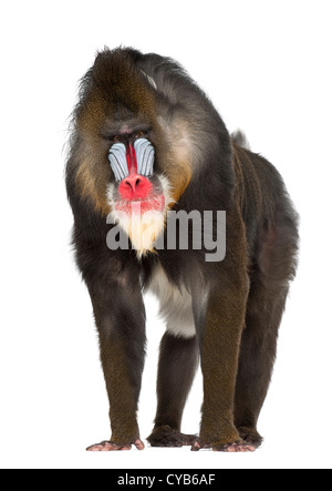 Mandrill, 22 ans, Mandrillus sphinx , against white background Banque D'Images