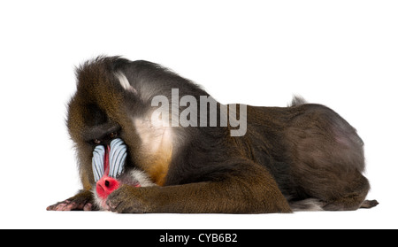 Mandrill, 22 ans, Mandrillus sphinx, avoir menti sur fond blanc Banque D'Images