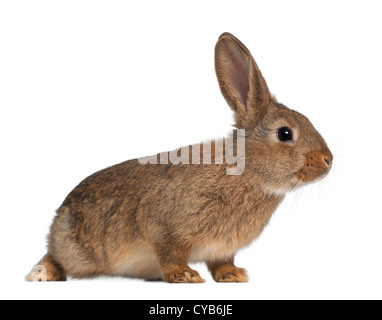Lapin assis contre fond blanc Banque D'Images