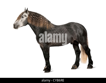 Percheron, 5 ans, une race de chevaux de trait, standing against white background Banque D'Images