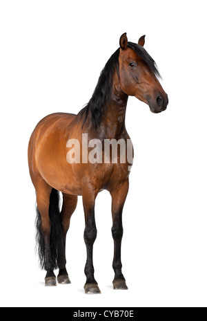 Race mixte de l'espagnol et de l'Arabian Horse, 8 ans, standing against white background Banque D'Images