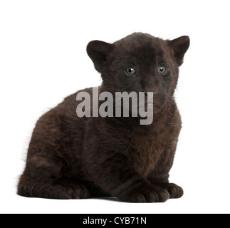 Jaguar cub, 2 mois, Panthera onca, assis à l'arrière-plan blanc Banque D'Images