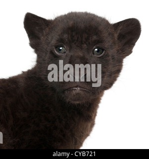 Jaguar cub, 2 mois, Panthera onca, against white background Banque D'Images