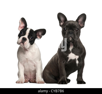 Chiots bouledogue français, 4 mois, s'asseoir et regarder camera against white background Banque D'Images