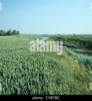 Récolte de blé en épi growning à côté d'une rivière Fenland liquidation Banque D'Images