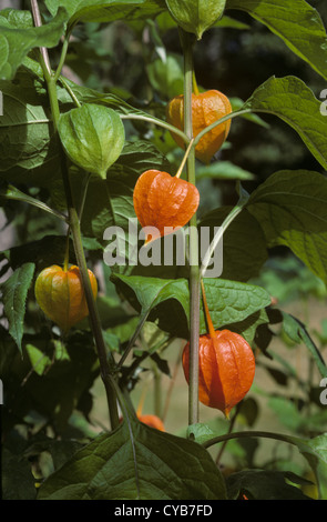 Lanternes chinoises (Physalis alkekengi) la fructification avec green & lanternes orange Banque D'Images