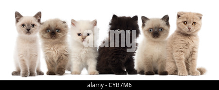 Groupe de British Shorthair et British Longhair kittens sitting against white background Banque D'Images