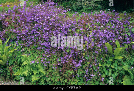 Bellflower, Campanula poscharskyana, la floraison des plantes rock Banque D'Images