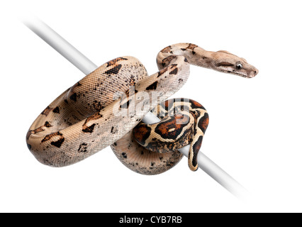 Boa constrictor imperator lové sur pole against white background Banque D'Images