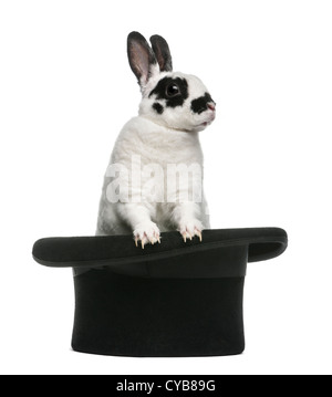 Lapin de garenne, Oryctolagus cuniculus dalmate, dans Magician's top hat against white background Banque D'Images