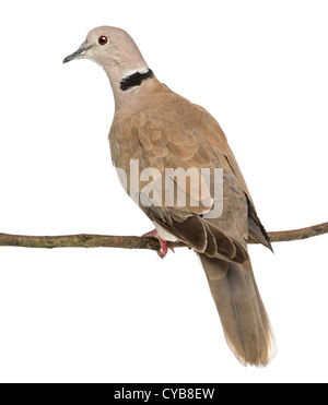 Vue arrière d'un grèbe huppé, Streptopelia decaocto, perché sur une branche à l'arrière-plan blanc Banque D'Images