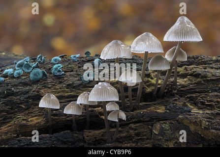 Mycena galopus bonnet traire le lait-drop Mycena Banque D'Images