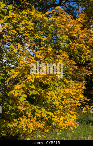 L'érable sycomore en automne près de Seldmere, East Yorkshire, England, UK Banque D'Images