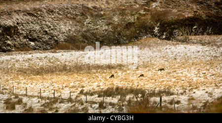 Île De Skye, Hebrides, Écosse, Royaume-Uni Banque D'Images