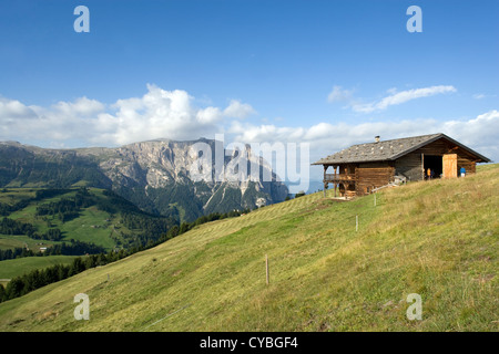 Alpe di Siusi - wildflower prés autour de Compatsch avec Sciliar peak [2,450m] dominant Banque D'Images