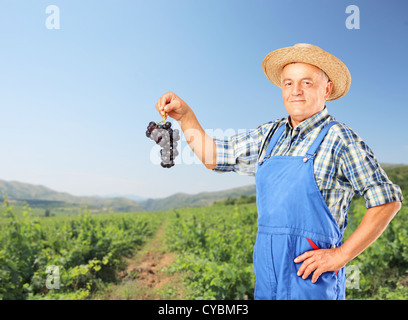 Un vigneron tenant une grappe de raisins avec un vignoble dans l'arrière-plan Banque D'Images