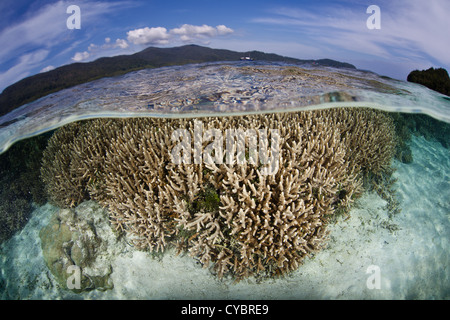 Staghorn coraux (Acropora sp.) poussent dans les eaux peu profondes de Raja Ampat, en Indonésie, une région connue pour sa grande diversité biologique. Banque D'Images