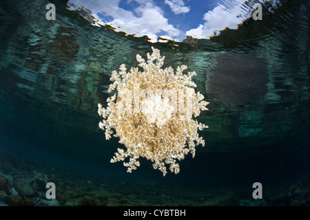 L'envers (méduses Cassiopea sp.) Les légumineuses juste au-dessus du fond peu profond d'un récif à Raja Ampat, en Indonésie. Banque D'Images